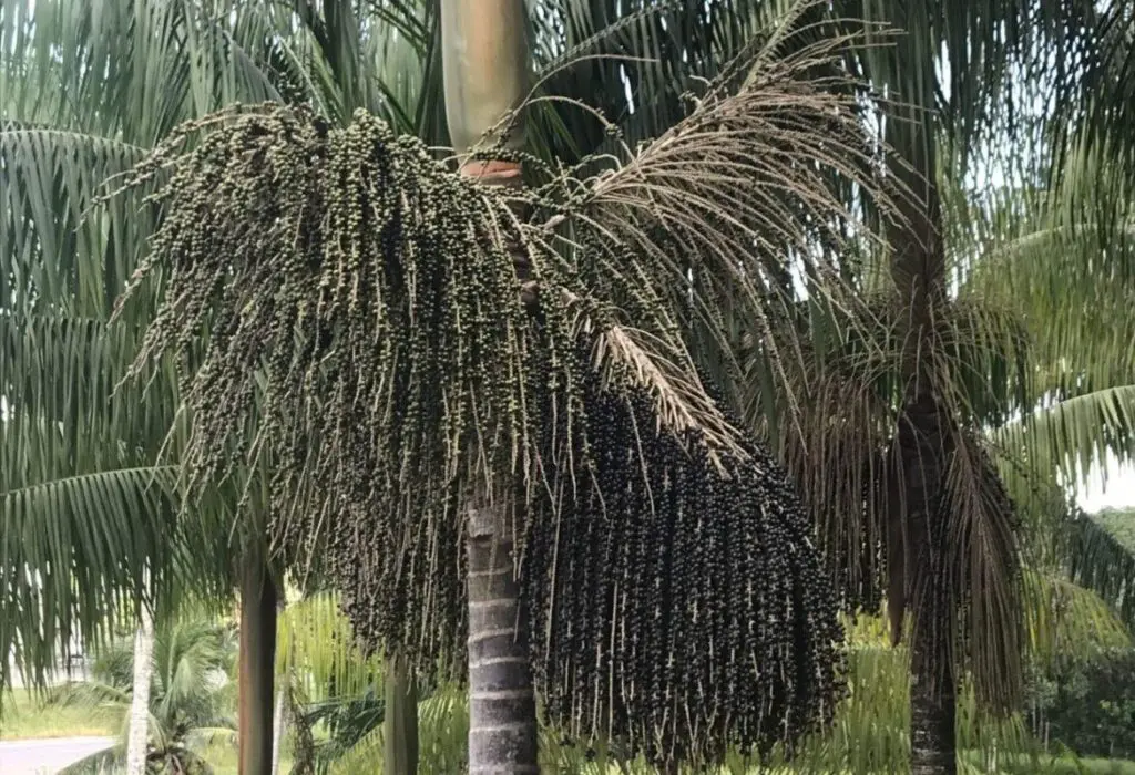 Estudo sobre melhoramento genético do açaí do Amazonas busca maior produtividade e qualidade do fruto