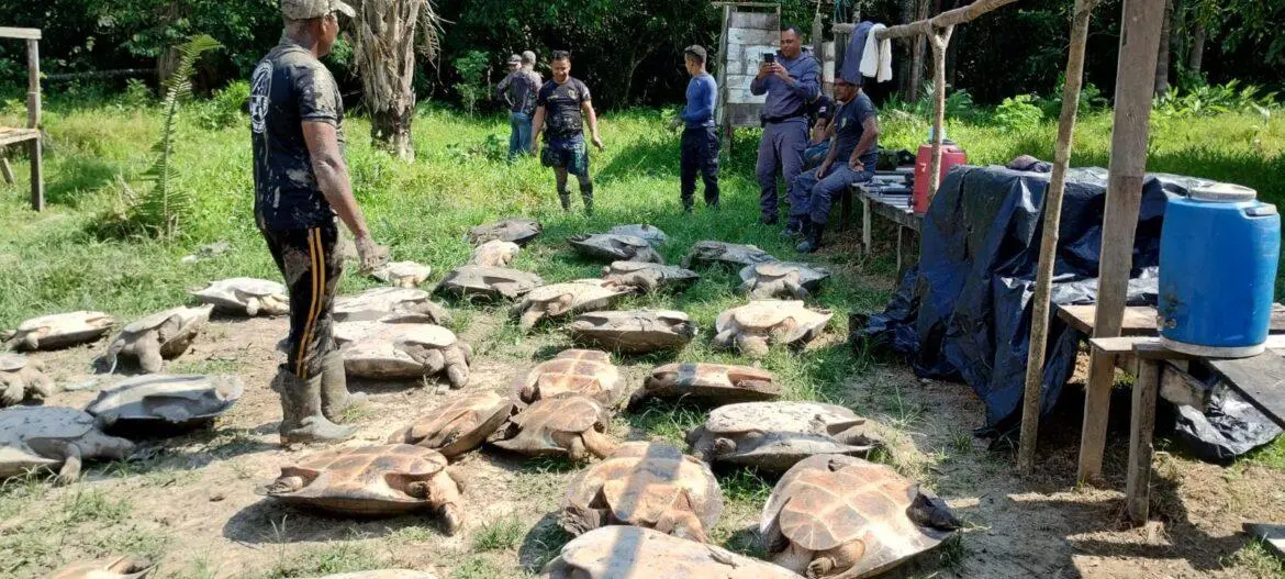 Órgãos ambientais apreendem e devolvem 400 quelônios e tartarugas ao habitat natural