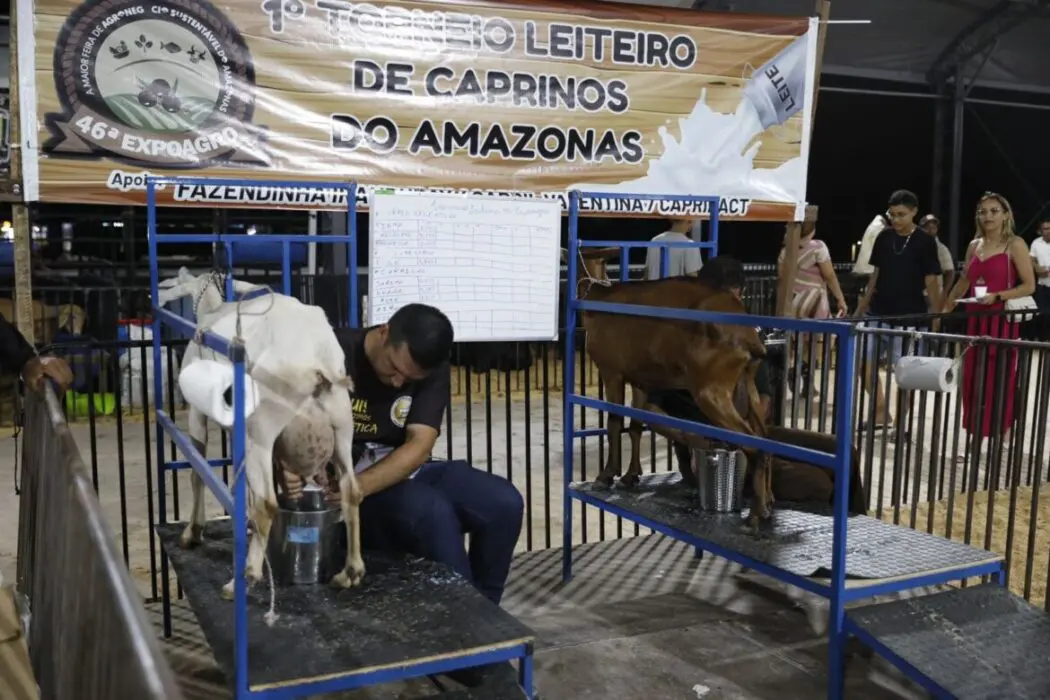 Expoagro 2024: Inédito no Amazonas, Sepror promove 1º Torneio Leiteiro de Caprinos