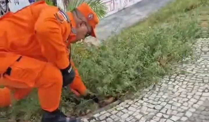 Sucuri é encontrada no calçadão da Ponta Negra