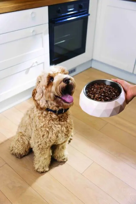 Hill's Pet Nutrition lança a linha Hill's SD Specialty para condições especiais