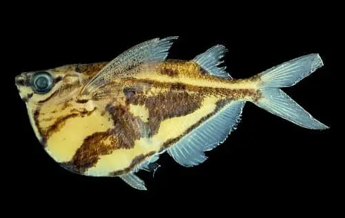 Pesquisa sobre diversidades de peixes é realizada no baixo Rio Negro