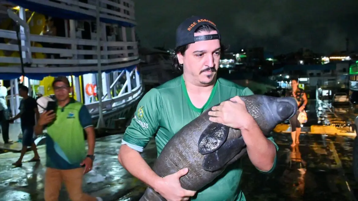 Filhote de peixe-boi resgatado em Nova Olinda do Norte é transportado para o Inpa