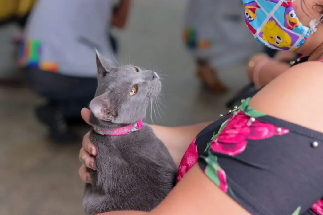 Campanha de vacinação antirrábica animal da Prefeitura de Manaus termina na próxima segunda-feira, dia 31