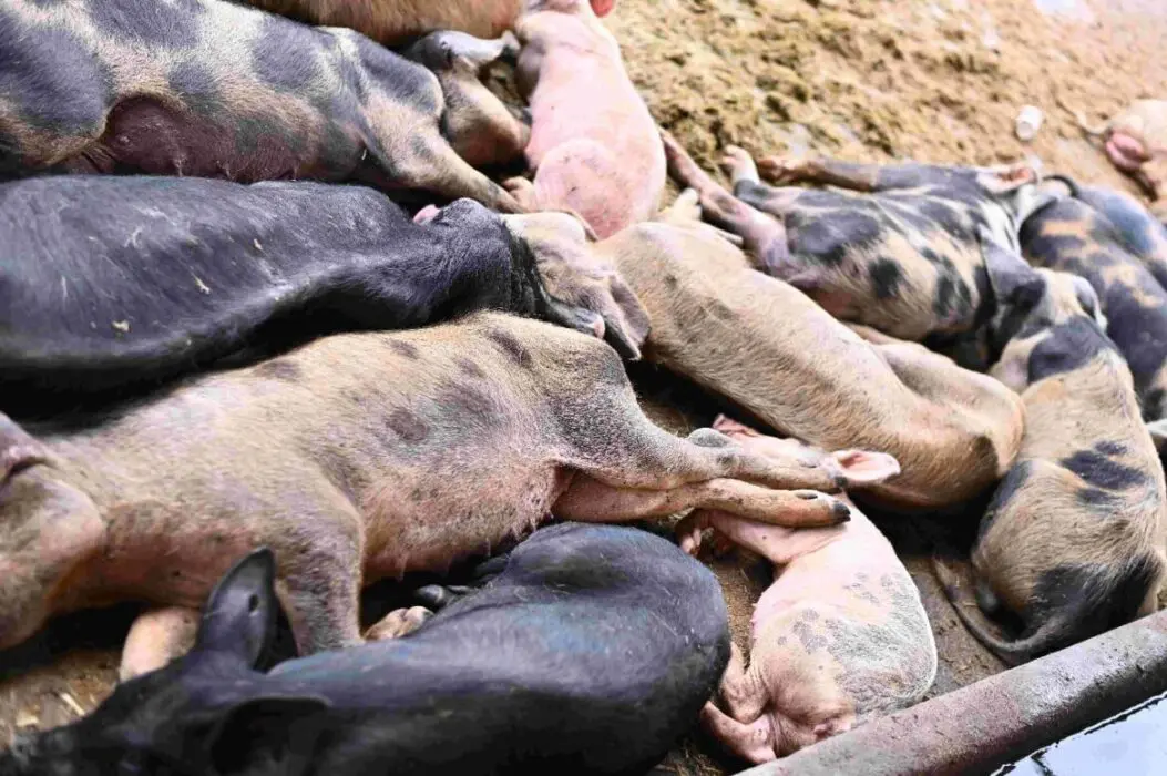 Criador é multado em quase R$ 500 mil por maus-tratos a 104 porcos e 6 animais silvestres