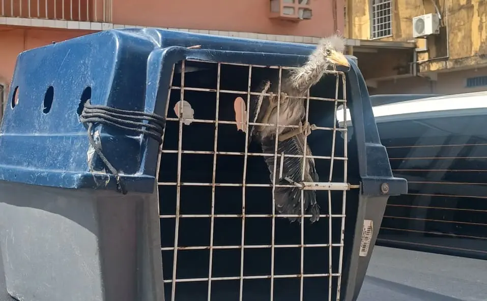 Filhote de pássaro socó-boi é resgatado de residência no bairro Cidade de Deus