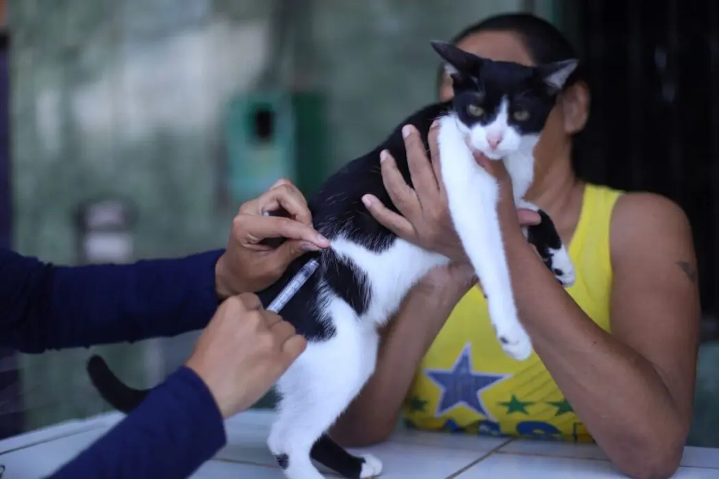 Mais de 286 mil animais estão protegidos contra a raiva, aponta balanço da Semsa Manaus