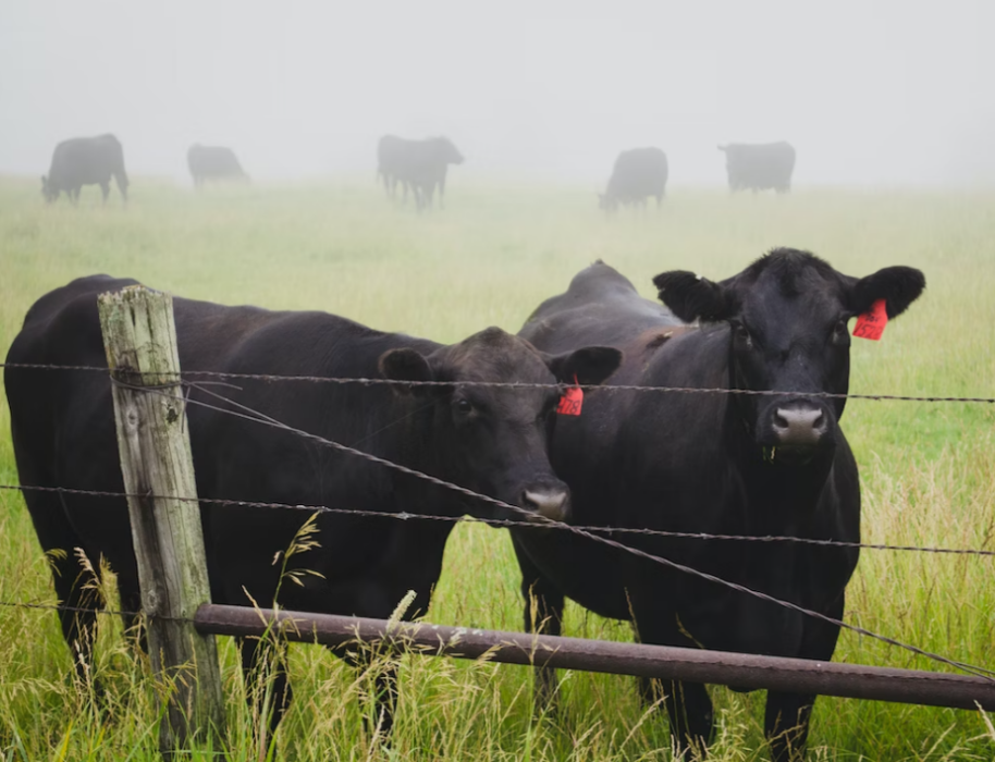 Fosfato bicálcico impulsiona produção de carne no Brasil