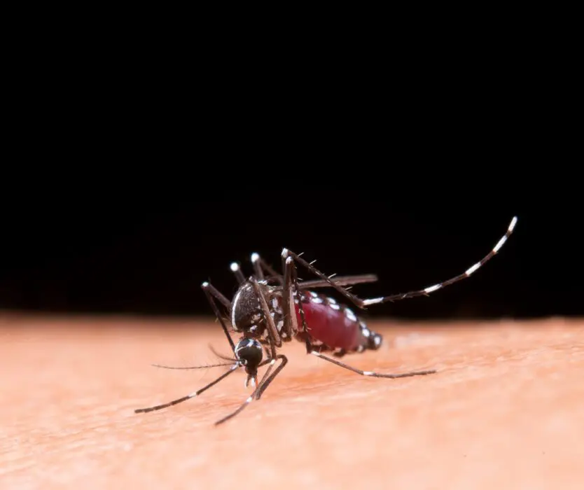 Período chuvoso reacende alerta para o avanço da dengue
