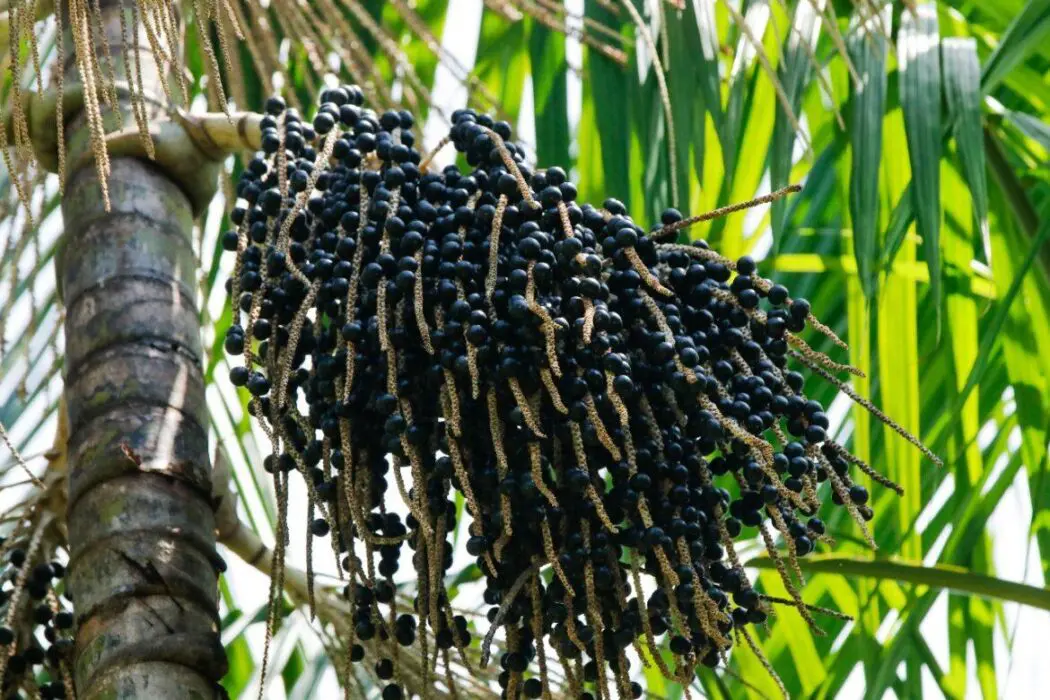 Açaí é reconhecido oficialmente como fruta autenticamente brasileira