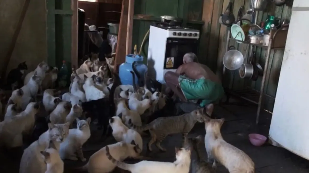 Mutirão castra 80 gatos acolhidos por casal de idosos no Careiro da Várzea