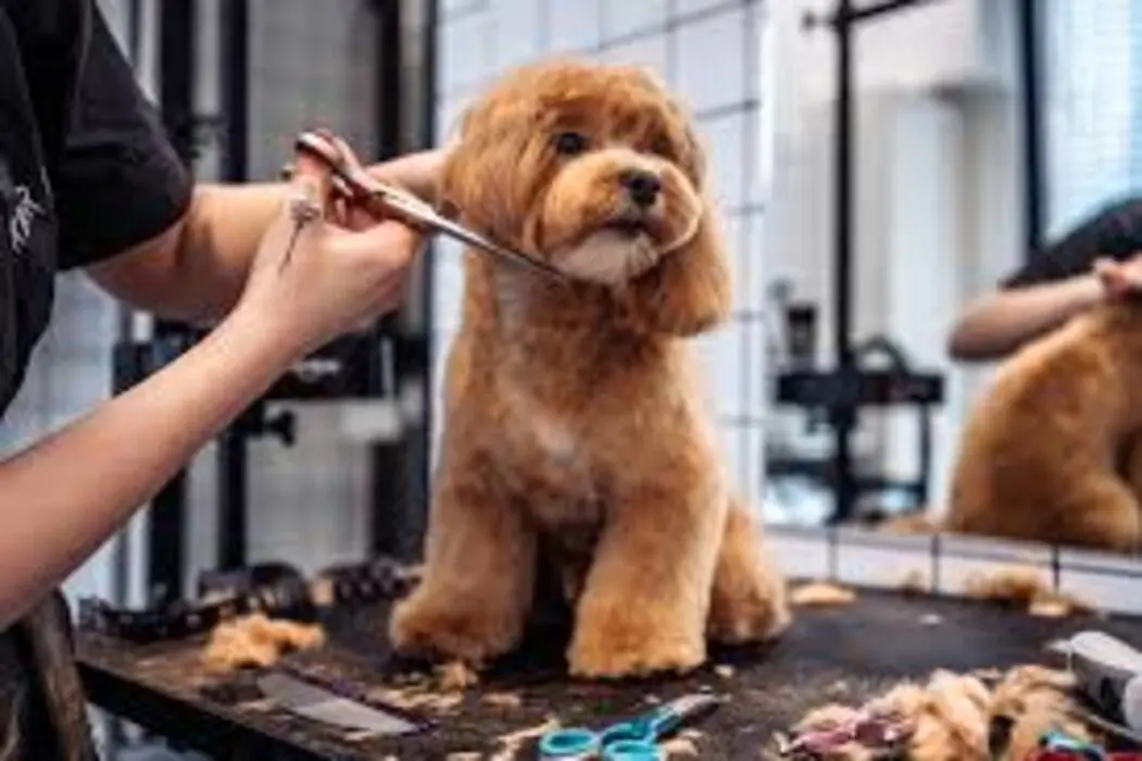 Profissão grooming está muito além de banho e tosa de pet