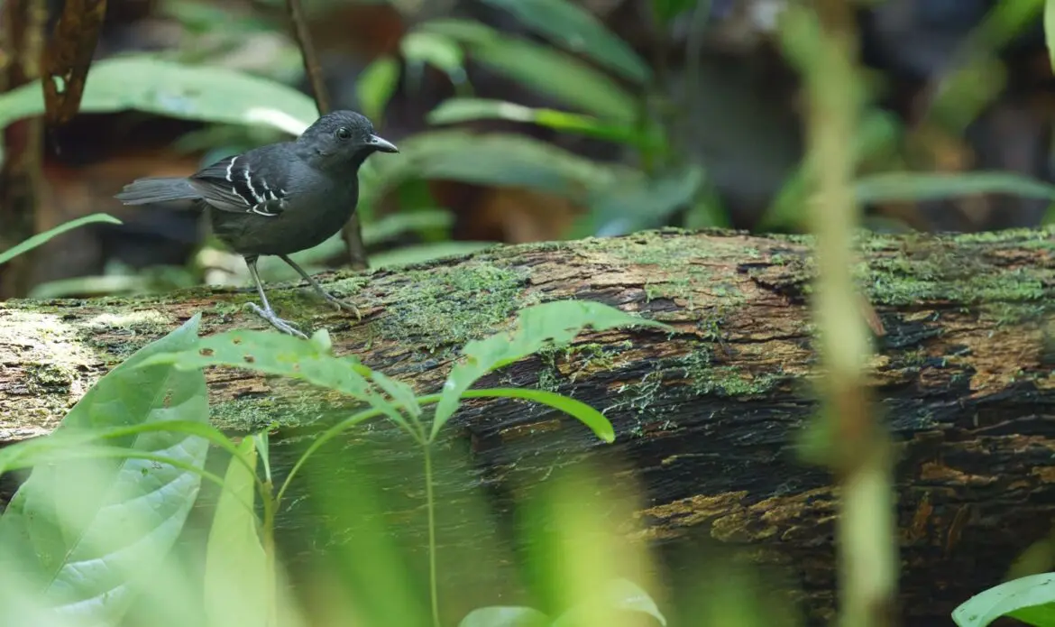 Expedição científica reforça prioridades de conservação e reconhecimento de terra indígena no Alto Rio Içá