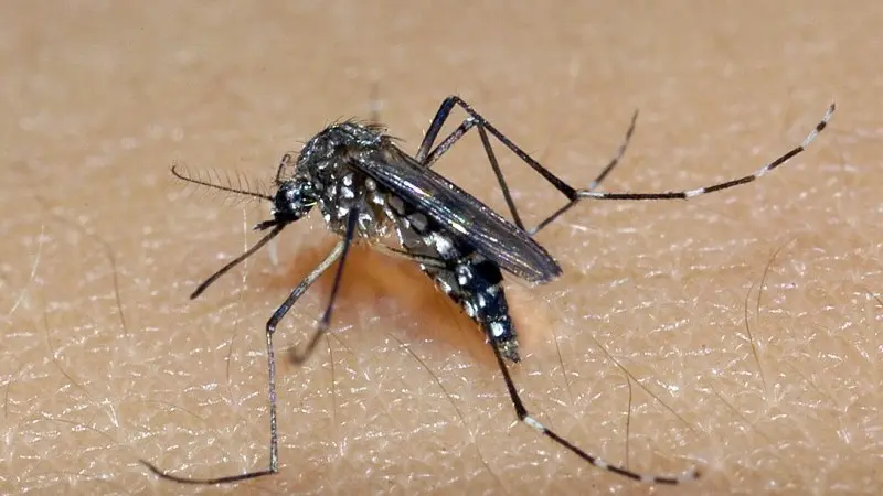 Estado de São Paulo confirma primeira morte por dengue em 2026