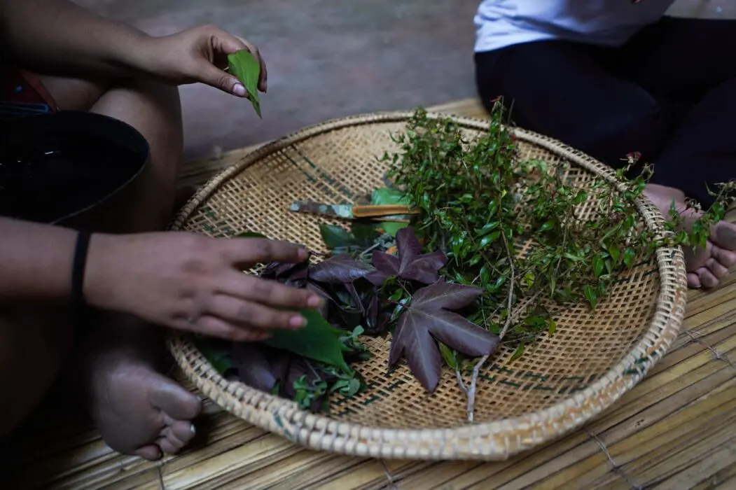 Indígena amazonense lança projeto sobre medicina ancestral