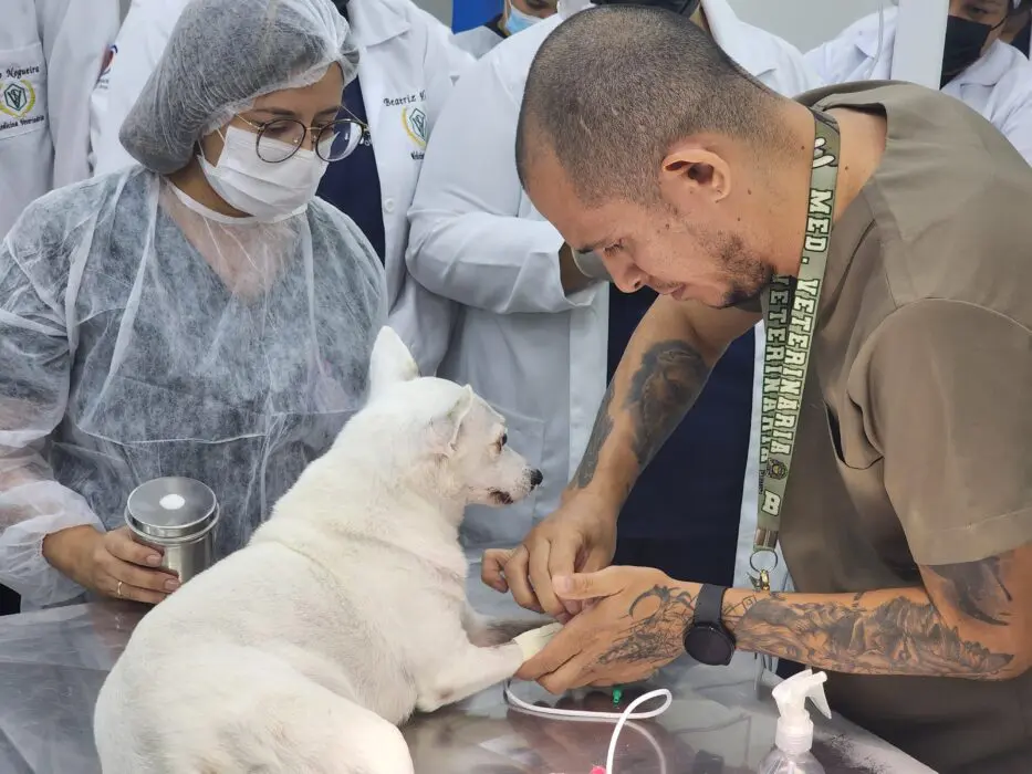 Verão Amazônico: campanha alerta para prevenção de doenças em pets