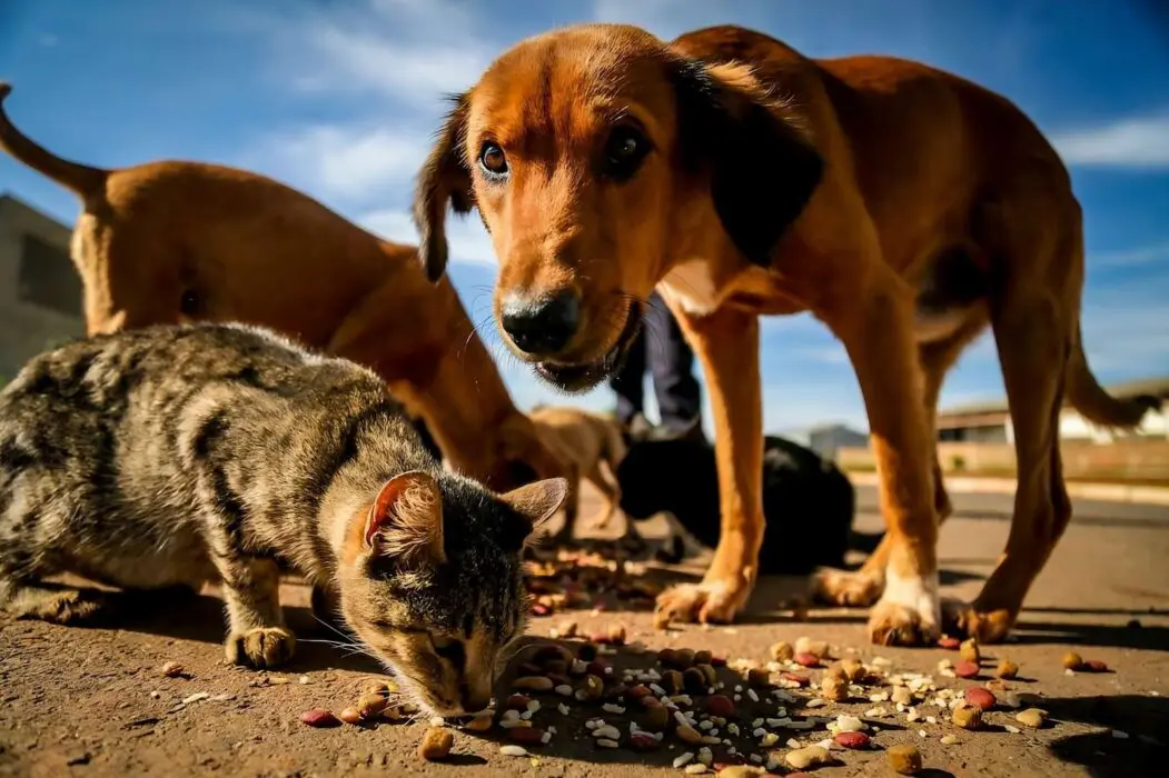 MP fiscaliza ações do Poder Público diante do alto número de casos de abandono de animais, em Nova Olinda