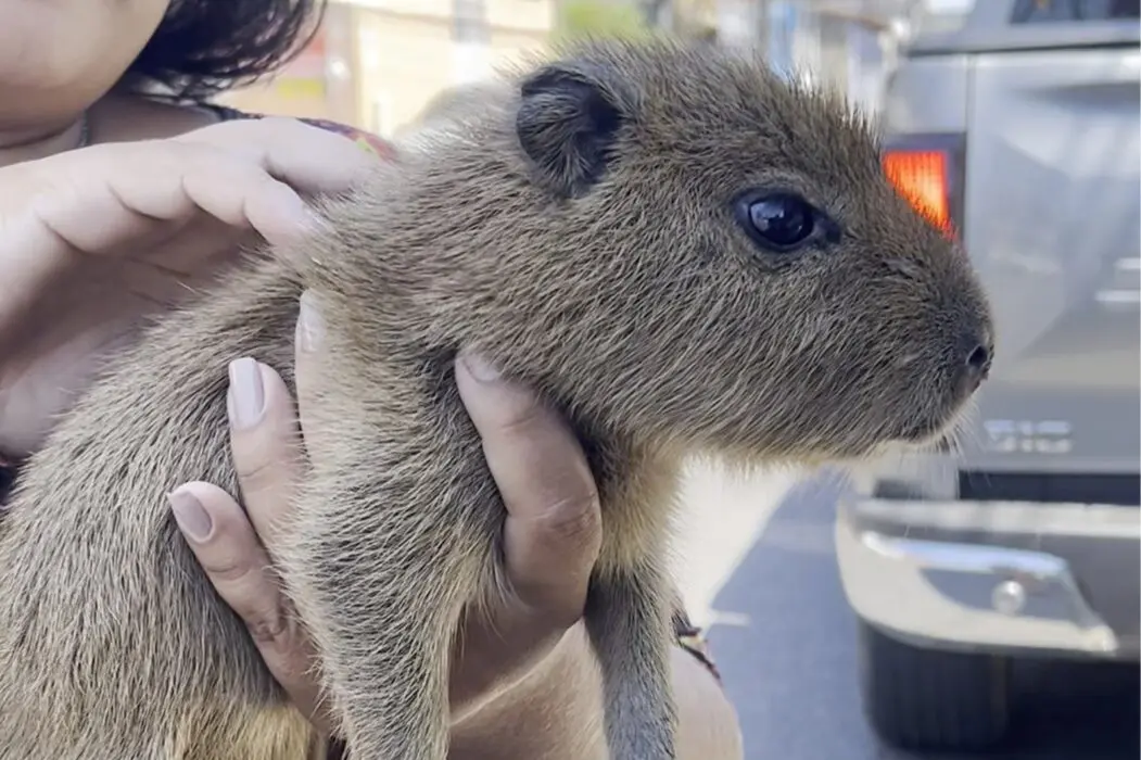 Ipaam realiza resgate de dois pariris e de filhote de capivara em Manaus