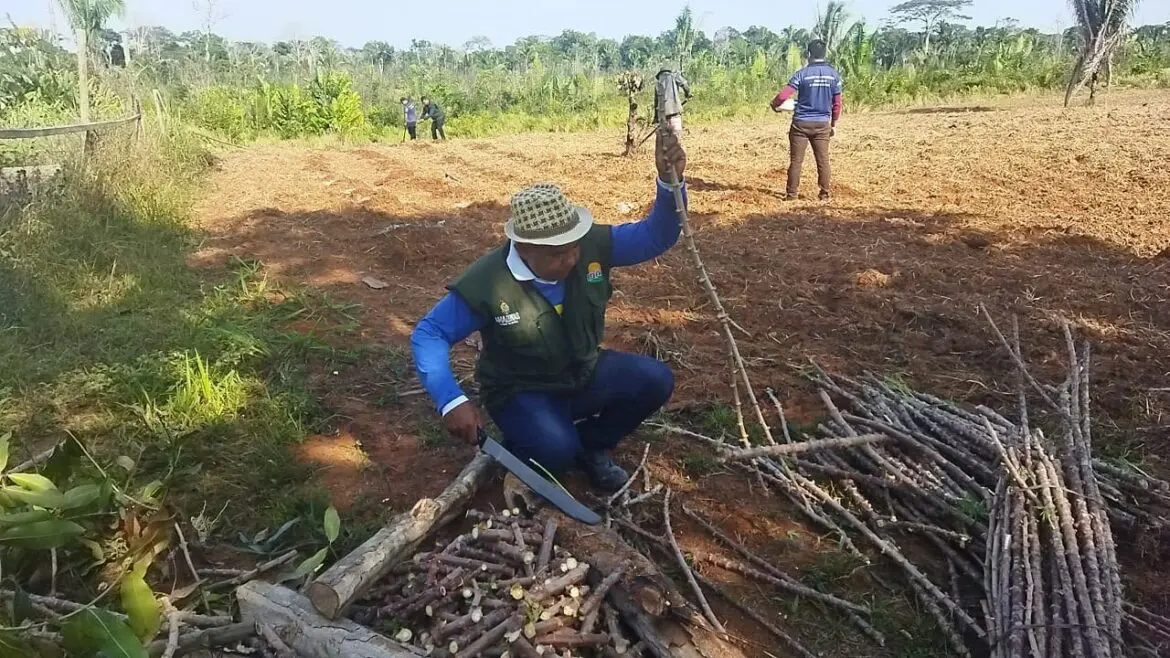 Idam e Embrapa levam nova variedade de mandioca para agricultores familiares de Lábrea