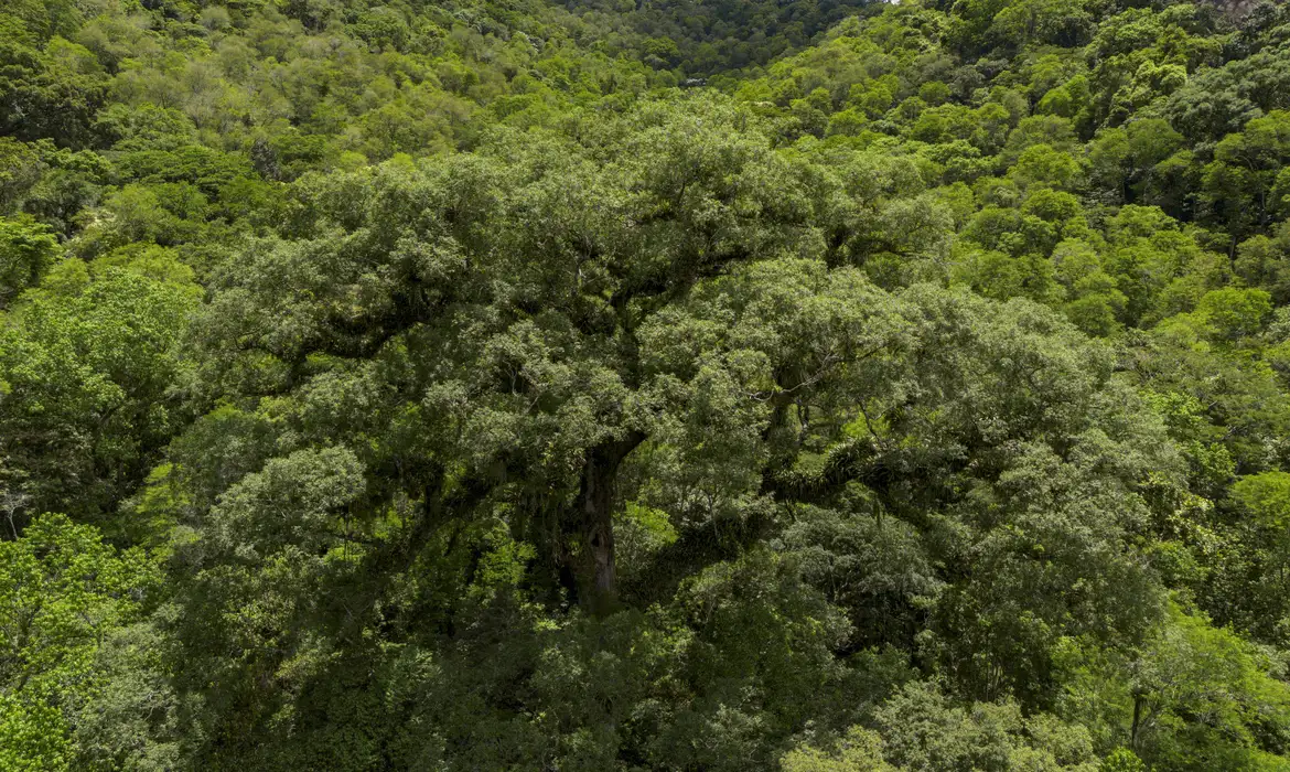 Mata Atlântica perde 2,4 milhões de hectares em 40 anos