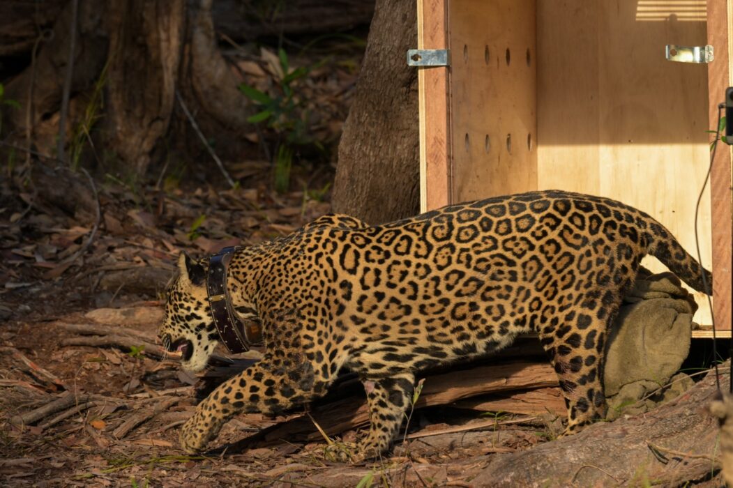 Onça-pintada resgatada no meio do Rio Negro é devolvida à natureza após operação de 24 horas, no Amazonas