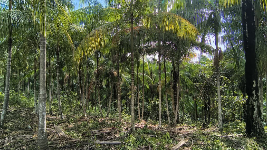 Projeto vai estruturar a cadeia do açaí nativo e ampliar renda em Tapauá no Amazonas