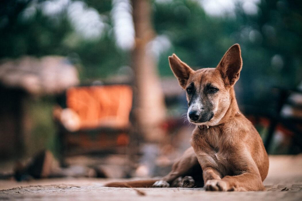 Justiça notifica município de Ipixuna a combater o abandono de animais