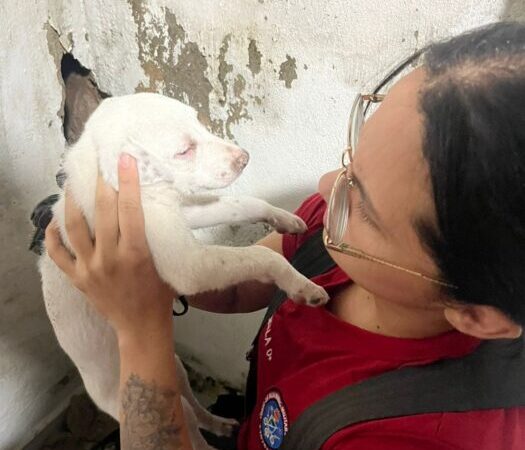Bombeiros resgatam filhote de cachorro preso em buraco de parede de residência no Coroado