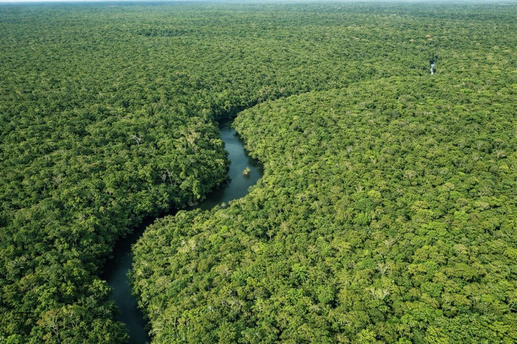 Desmatamento no Amazonas cai 56,4% em janeiro de 2026, aponta Inpe
