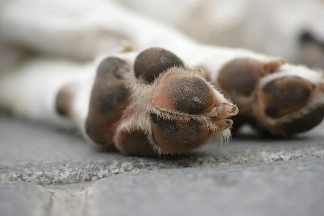 Justiça condena homem por maus-tratos a cachorro em Nhamundá