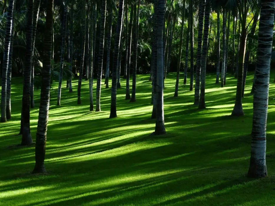 Mercado de carbono impulsiona a agenda ambiental e econômica