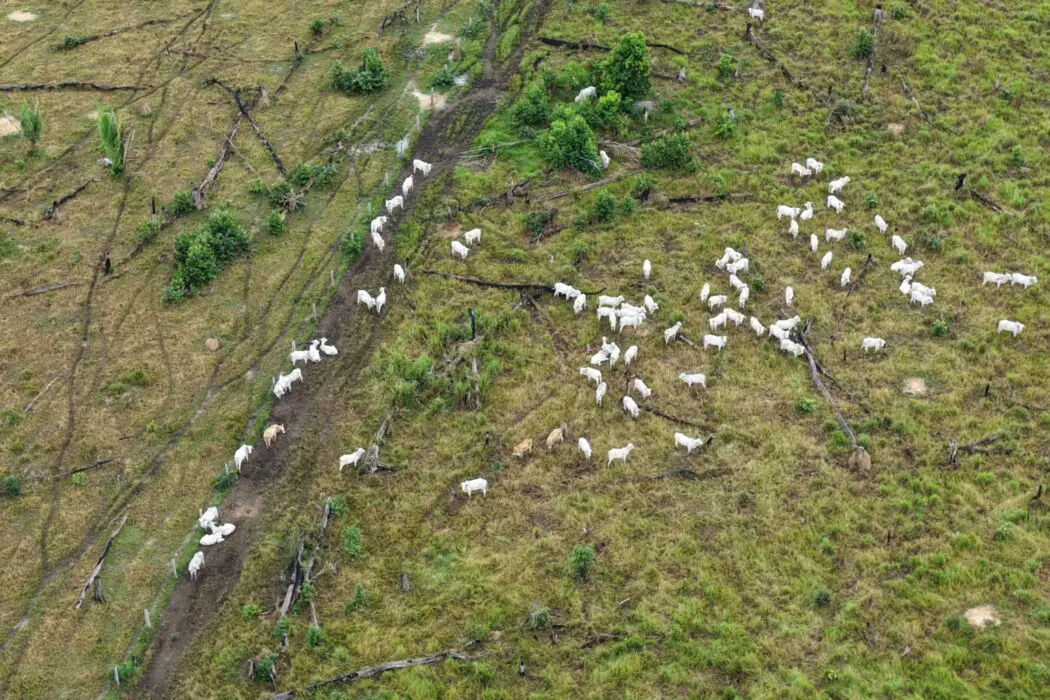 Ipaam autua três pessoas e aplica mais de R$ 1,7 milhão em multas em Humaitá