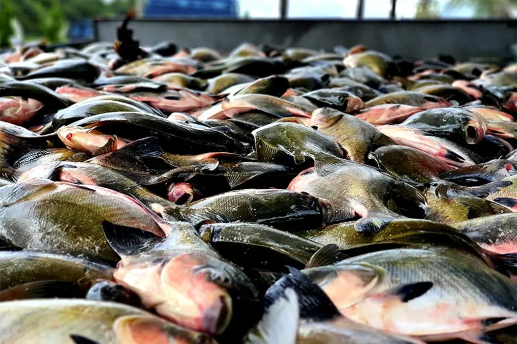 Período de defeso do tambaqui termina nesta terça-feira