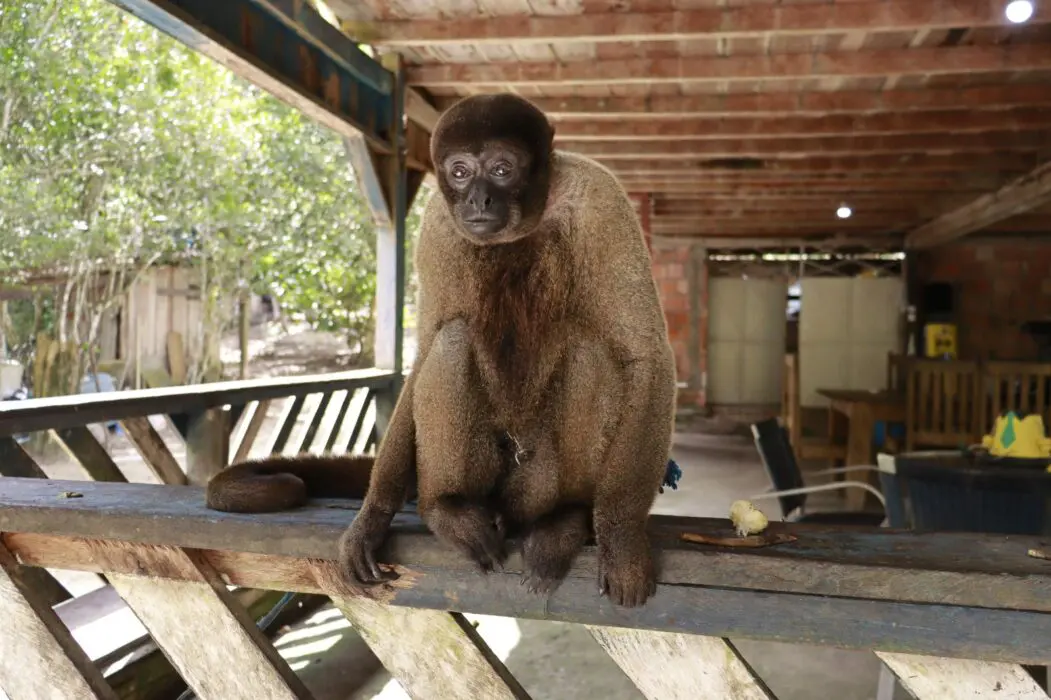 Macaco-barrigudo é resgatado de um sítio na BR-174