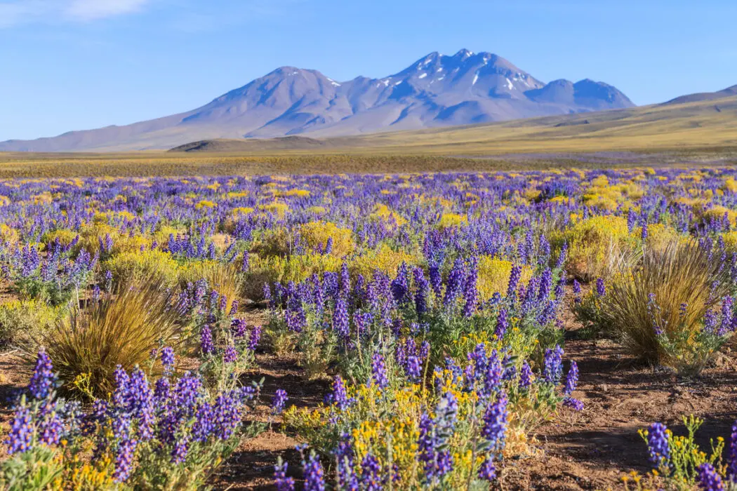 KAYAK revela 5 destinos com eventos naturais para ir em 2026