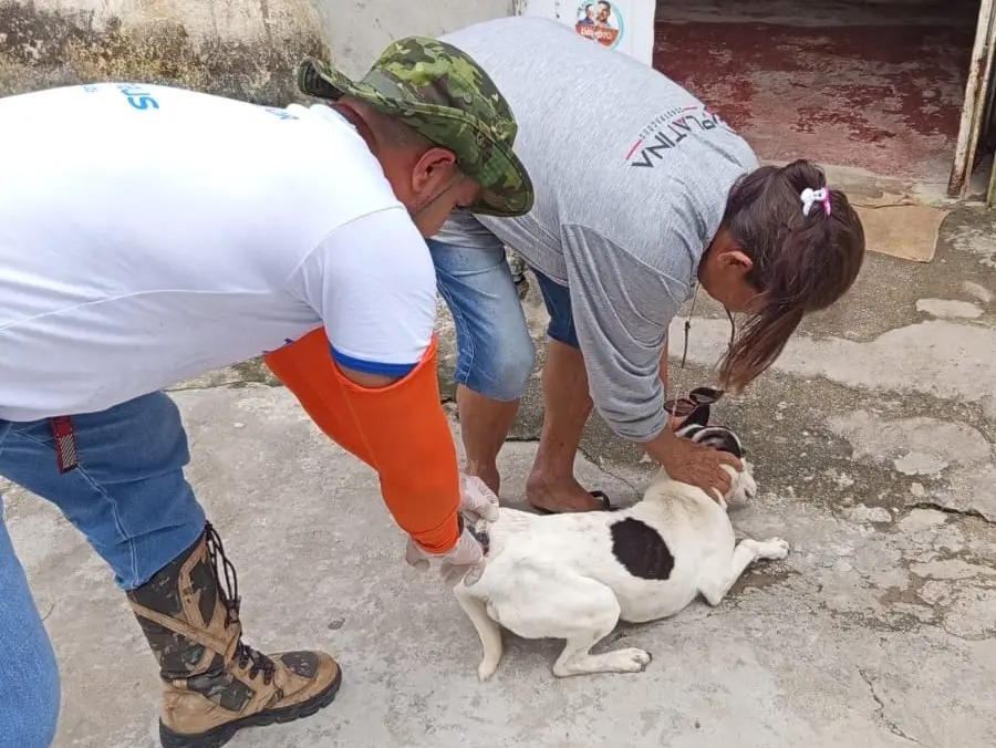 Campanha de Vacinação Antirrábica Animal de 2026