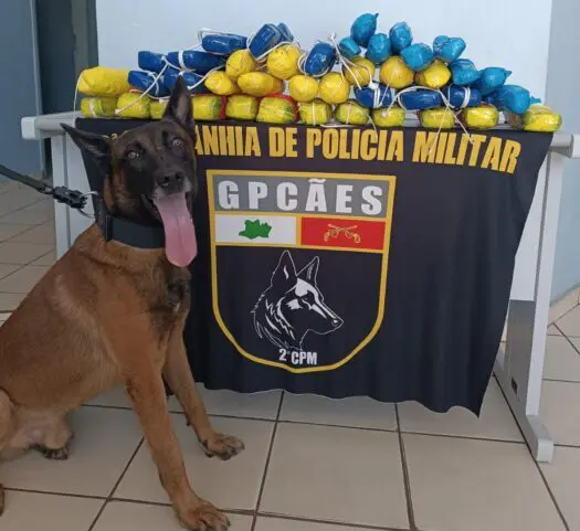 Cão policial ajuda na apreensão de mais de 21 kg de pasta-base de cocaína em operação no Amazonas