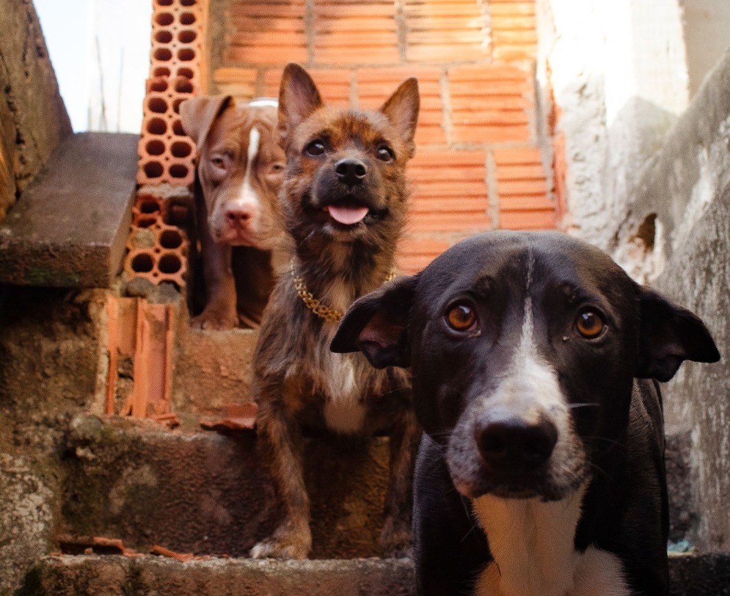 Justiça fiscaliza políticas públicas voltadas à proteção e bem-estar animal, em Eirunepé