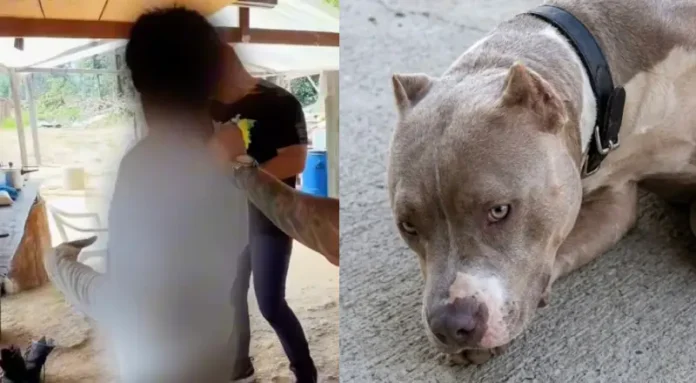 Homem é preso suspeito de abusar sexualmente de cachorro em Presidente Figueiredo