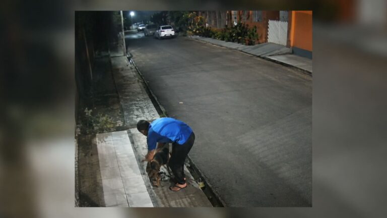 Gato é morto por pitbull, e tutor descarta corpo na lixeira em Manaus