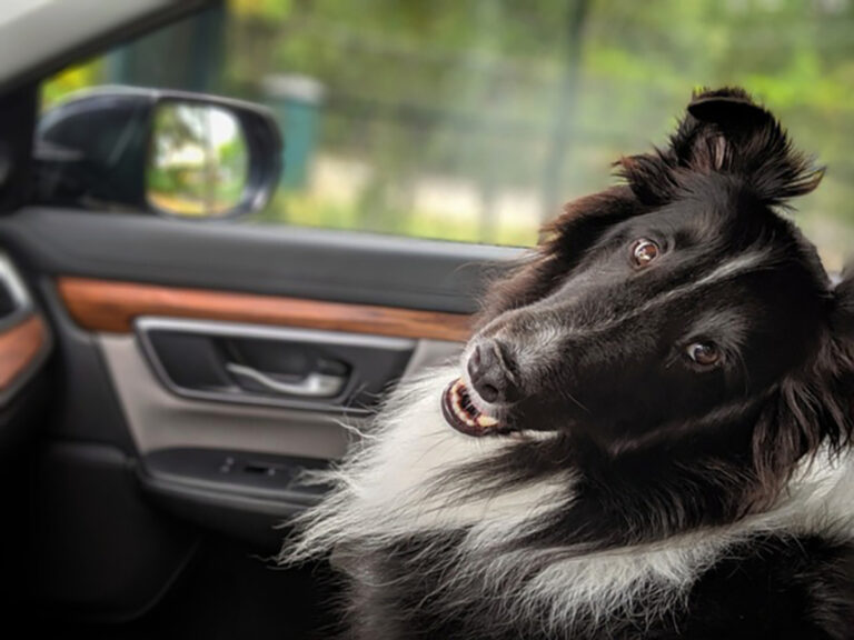 Turismo pet friendly ganha força nas estâncias paulistas