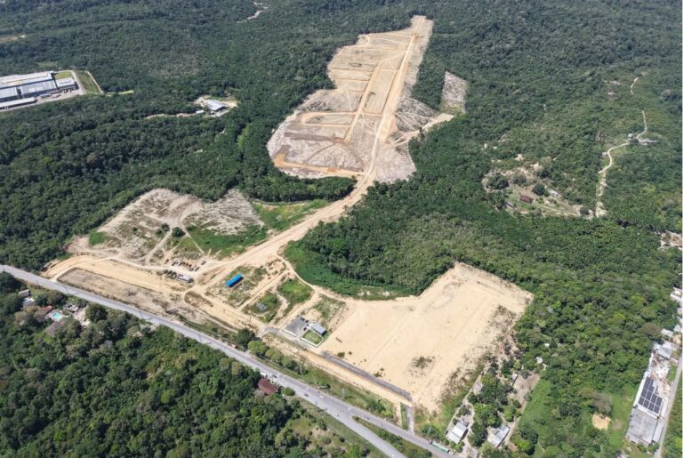 Árvores ajudam a enfrentar as altas temperaturas do Verão Amazônico