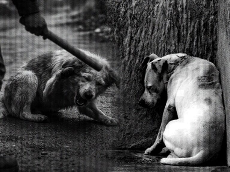 Maus-tratos contra animais crescem no Amazonas e acendem alerta para violência silenciosa dentro de casa