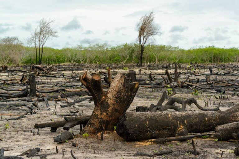 Amazonas está entre os três estados que mais desmatam na região Norte e especialista alerta para impacto socioeconômico nos próximos anos