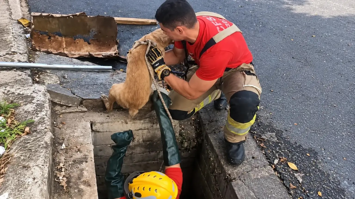 Bombeiros resgatam cachorro que estava preso havia quase três dias em bueiro na Zona Norte de Manaus