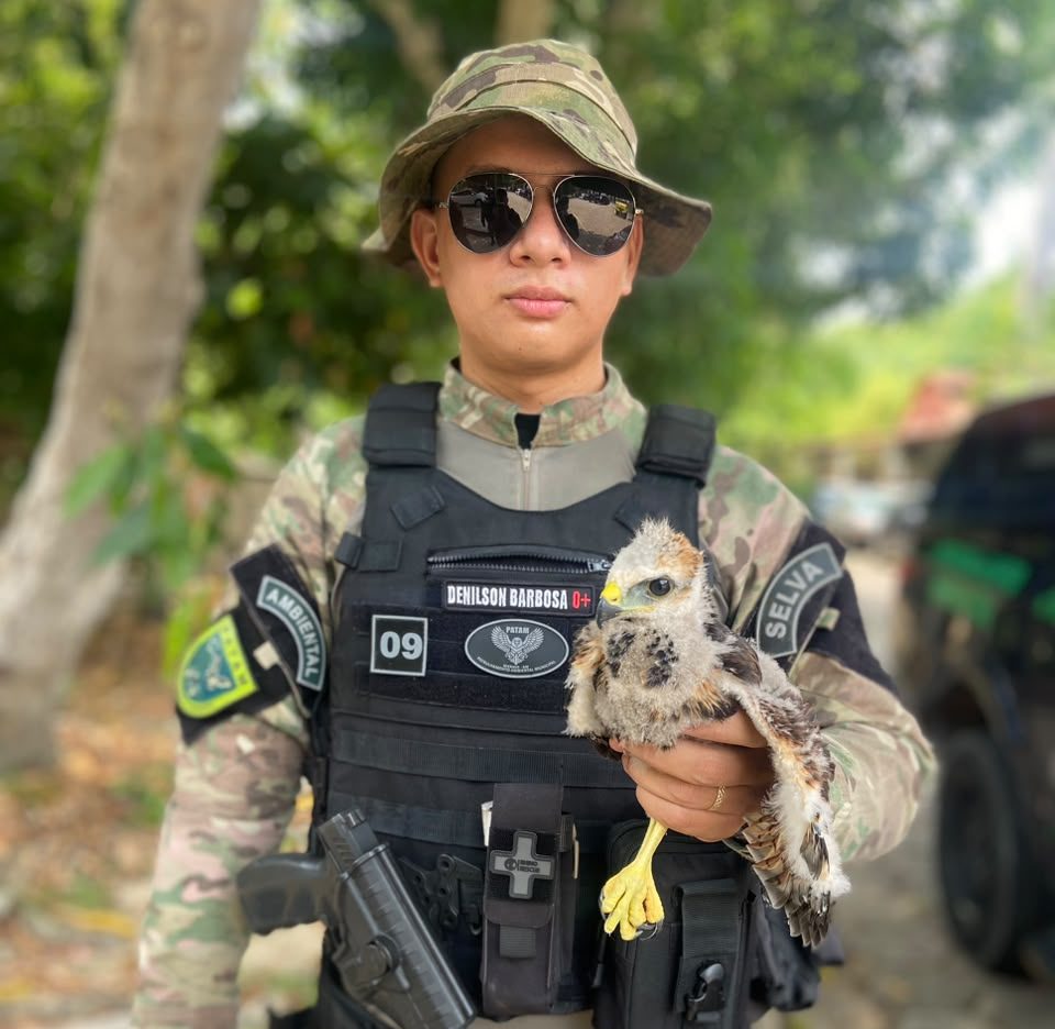Patrulhamento Ambiental resgata três animais silvestres nas zonas Norte e Oeste de Manaus