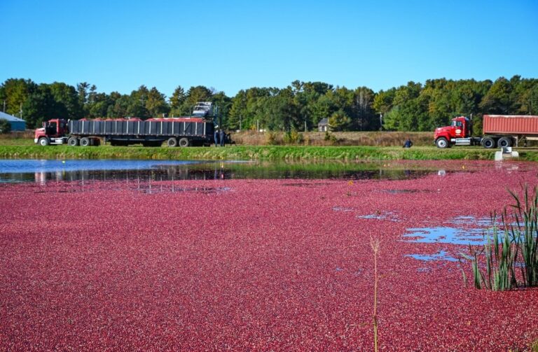 Começa a colheita dos cranberries nos Estados Unidos