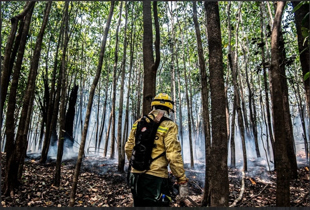 Brigadistas do Prevfogo/Ibama enfrentam incêndios florestais no Amazonas com técnicas especializadas e conhecimento dos territórios.