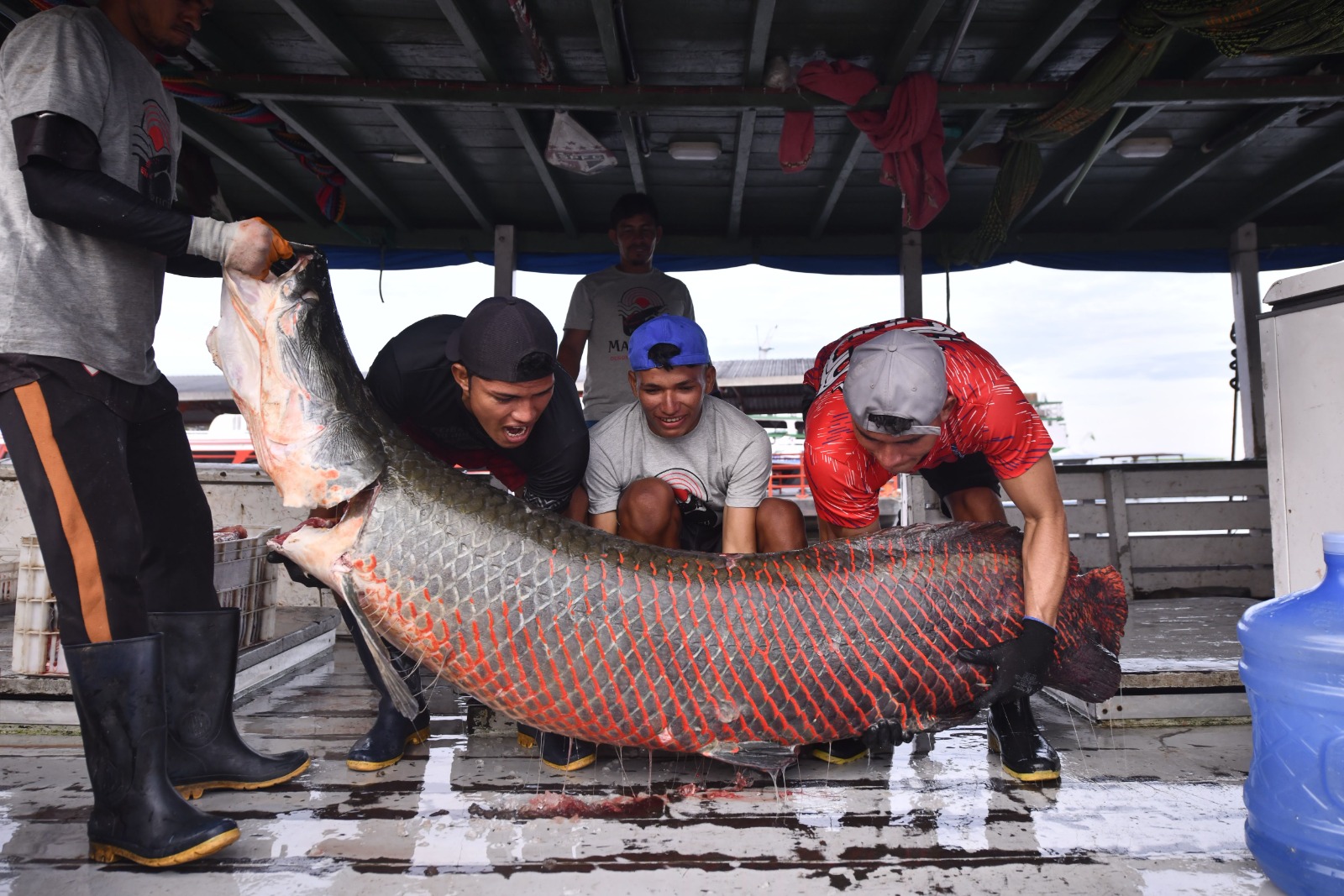 Manejo sustentável do pirarucu fortalece protagonismo indígena e proteção territorial no Amazonas
